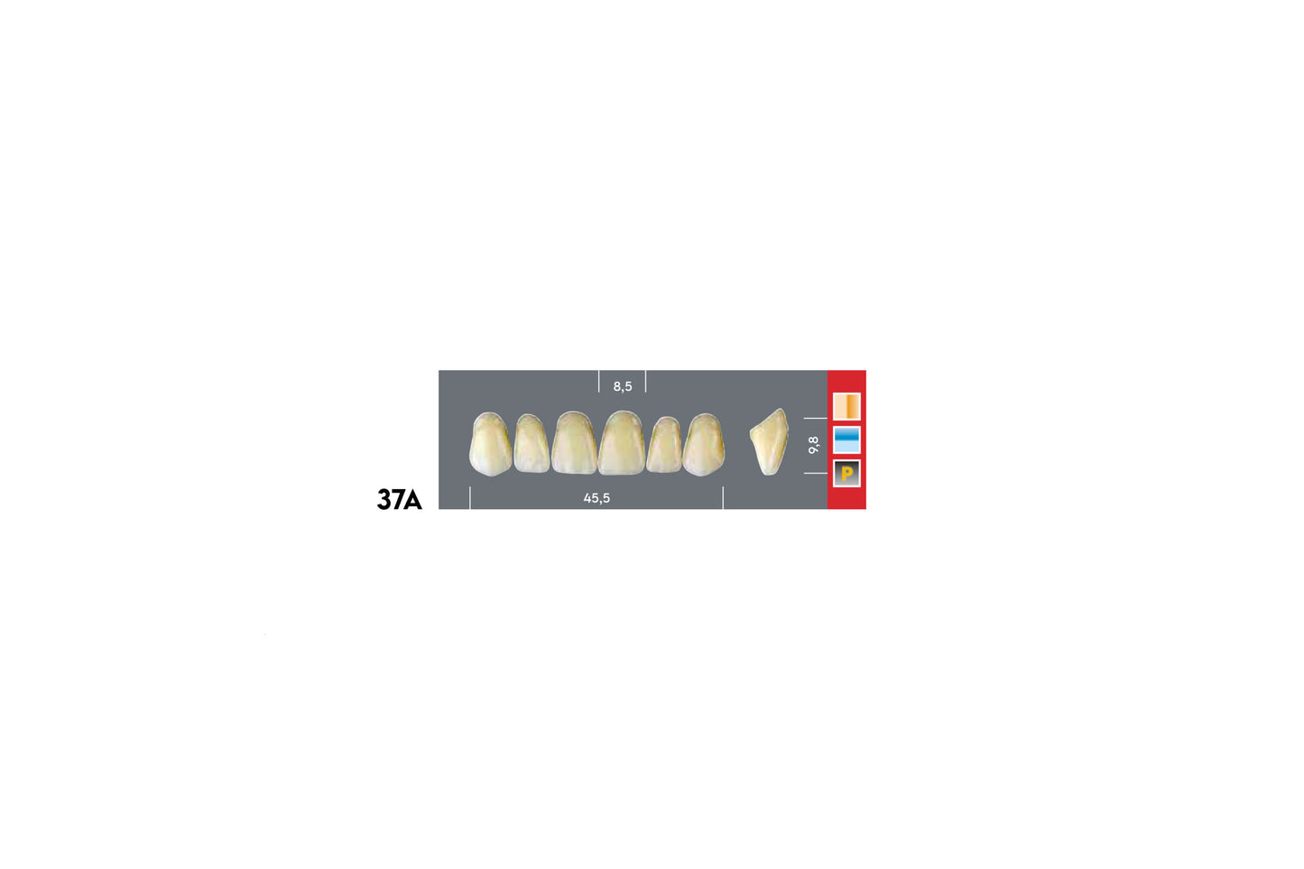 DENTI MAJOR DENT 37A