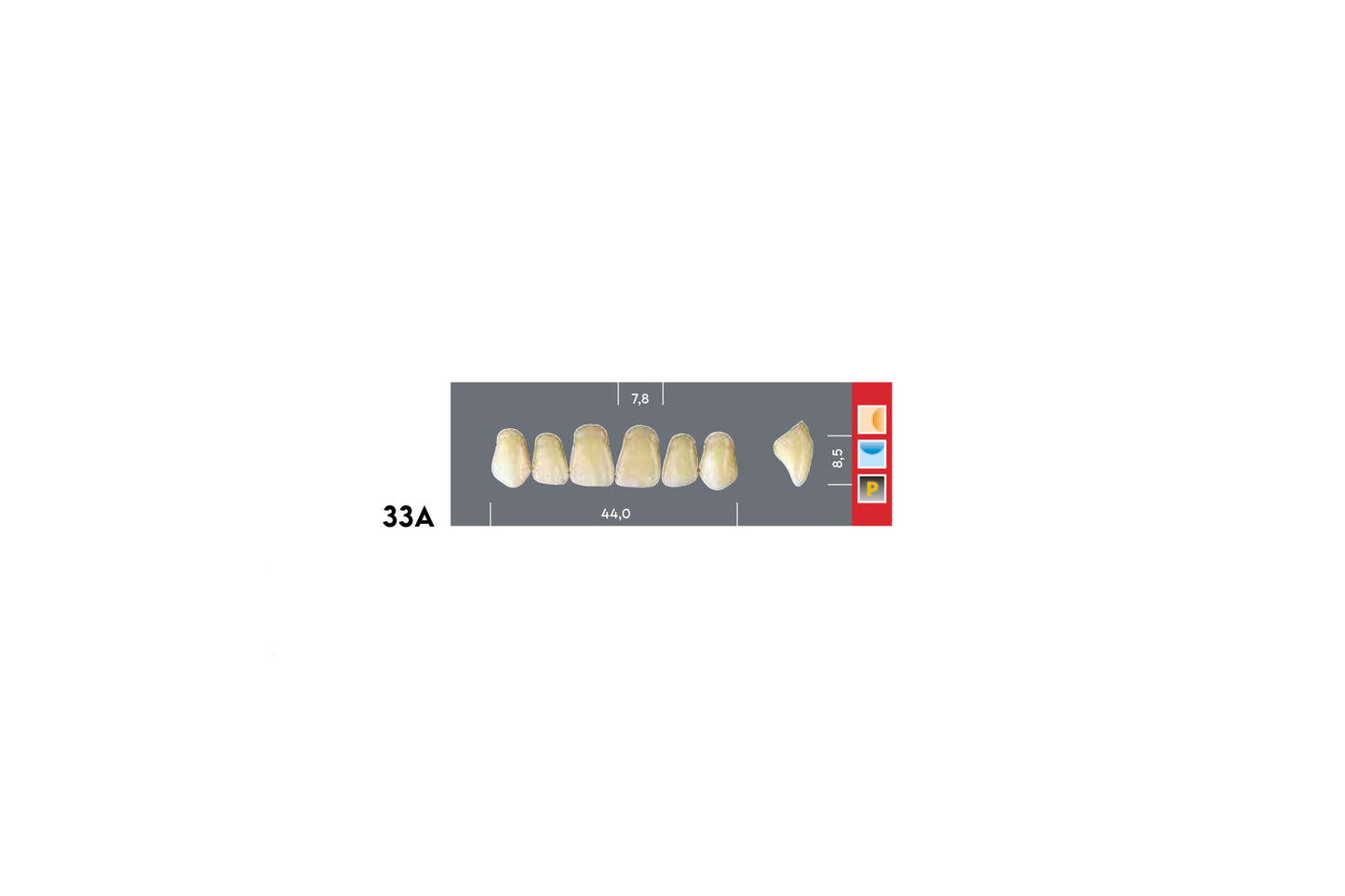 DENTI MAJOR DENT 33A