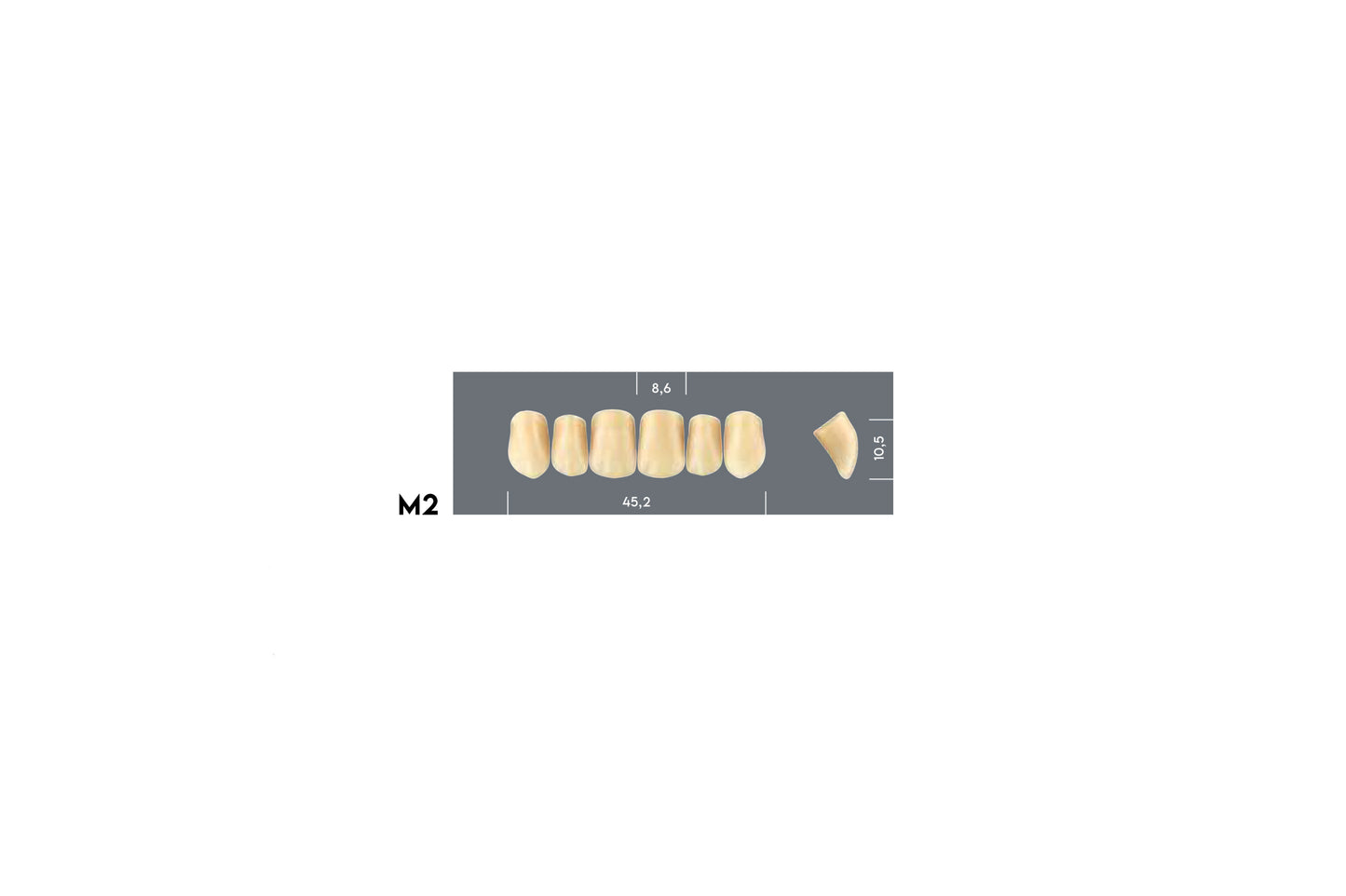 DENTI MAJOR PLUS COMP M2