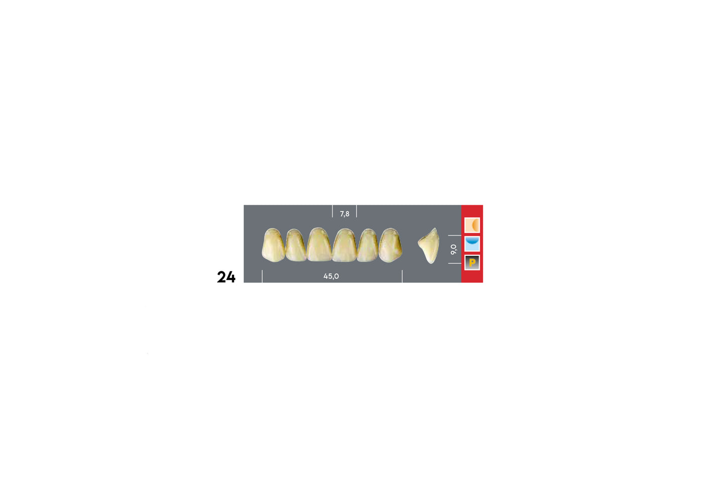 DENTI MAJOR DENT 24