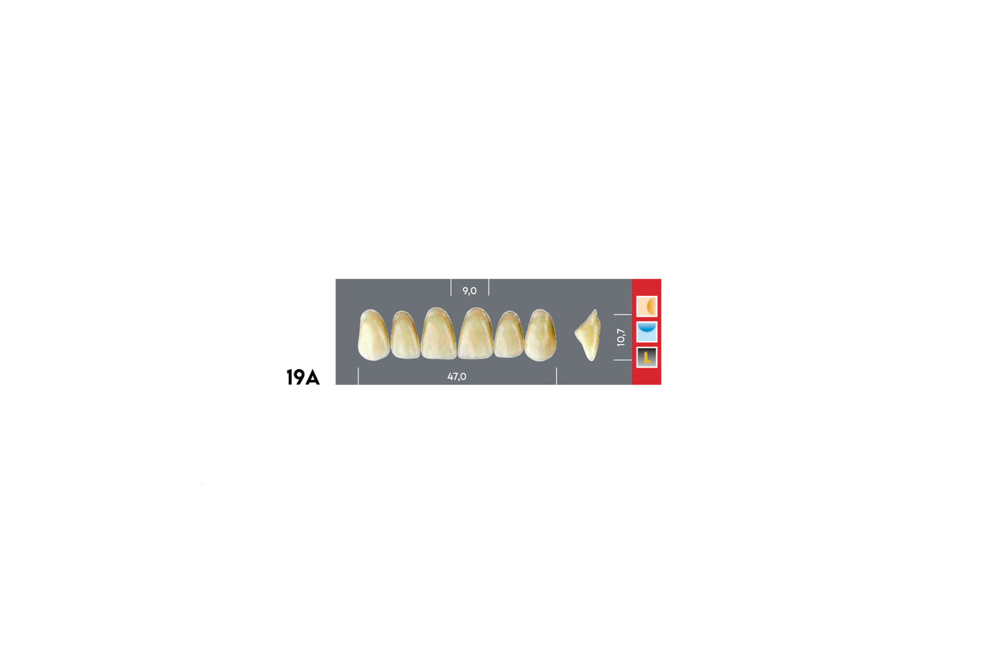 DENTI MAJOR DENT 19A