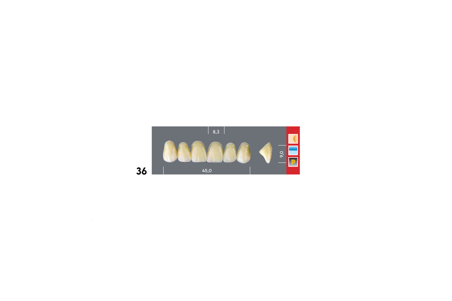 DENTI MAJOR DENT 36