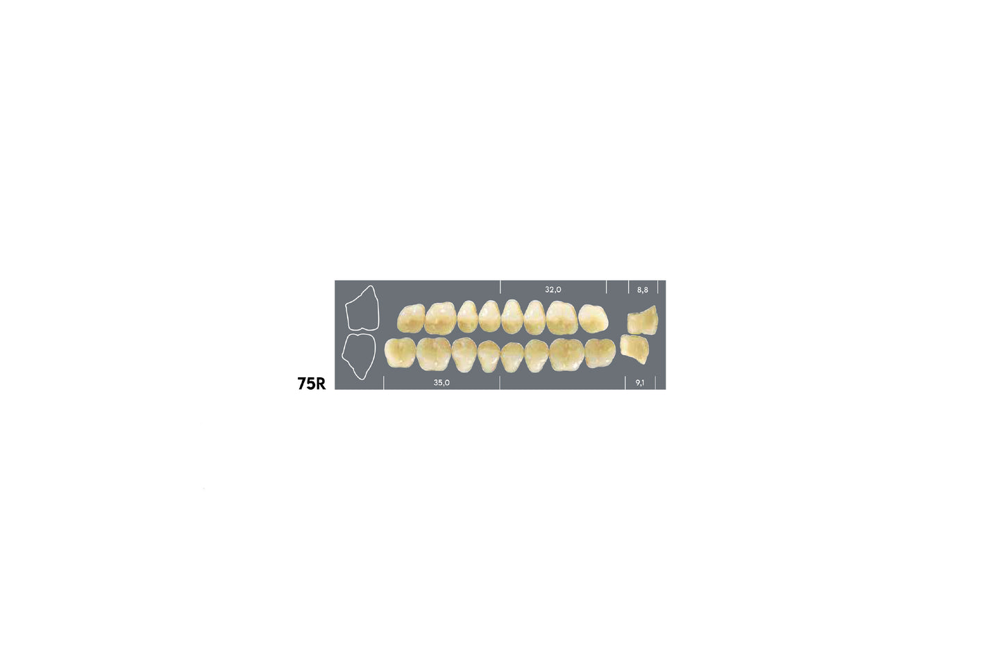 DENTI MAJOR DENT 75R INFERIORE
