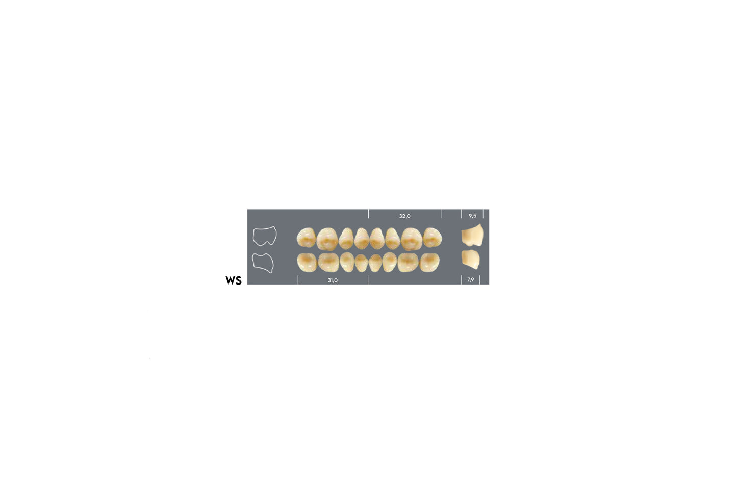 DENTI MAJOR PLUS COMP WS INF