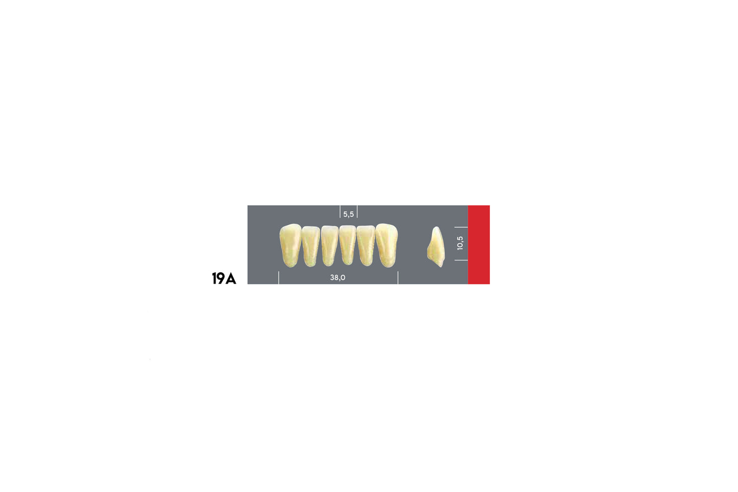DENTI MAJOR DENT 19A INCISIVI