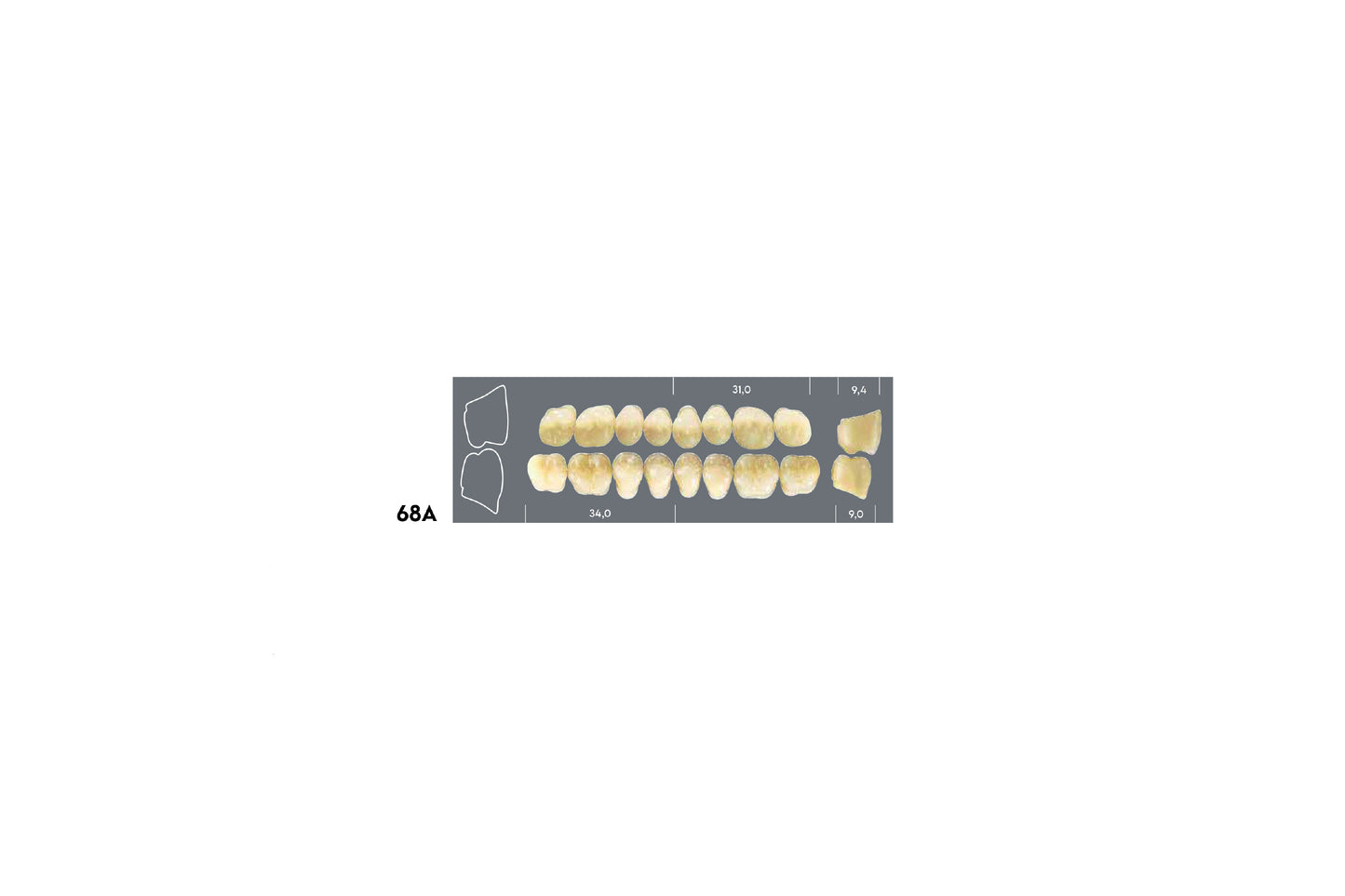 DENTI MAJOR DENT 68A SUPERIORE