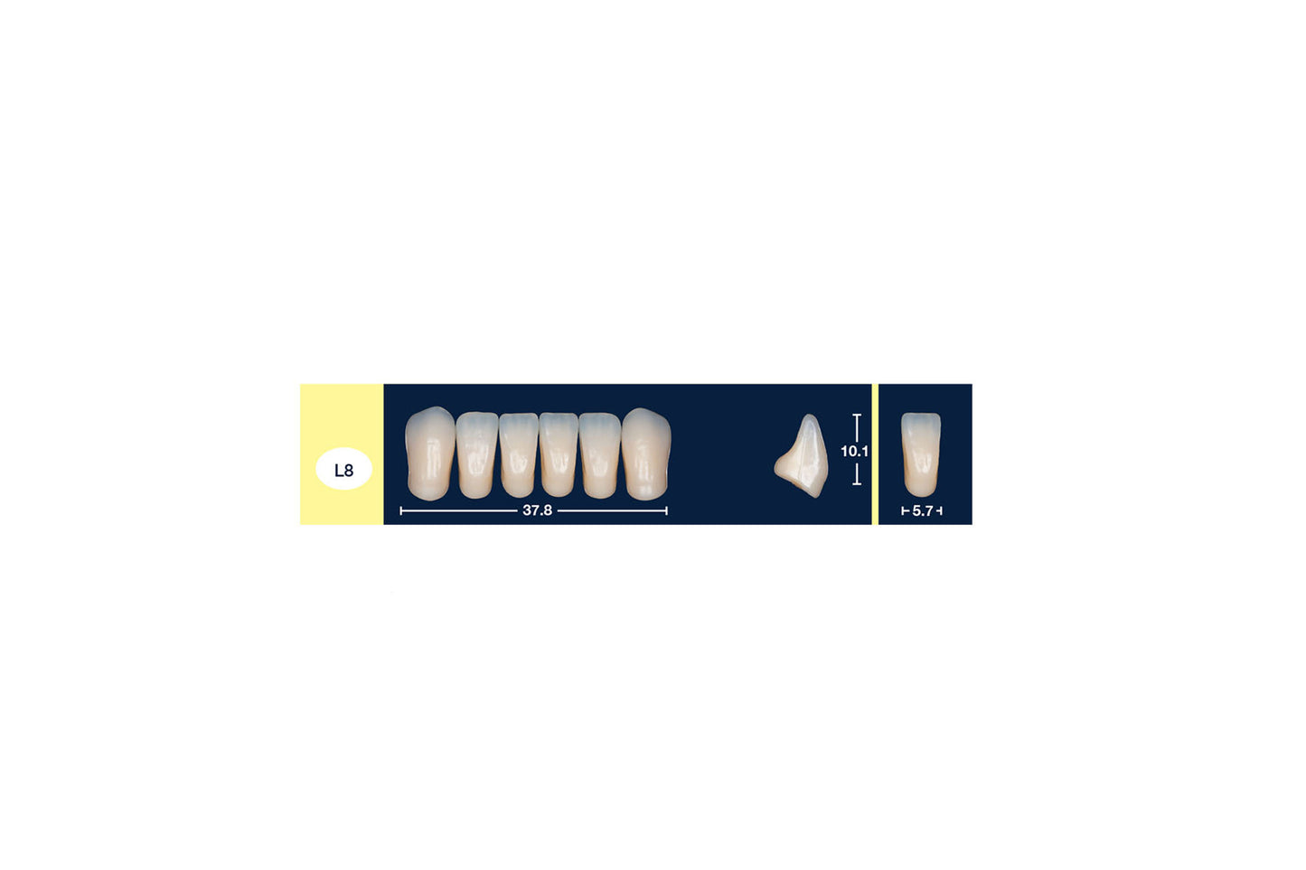 DENTI 4 NATUR L8