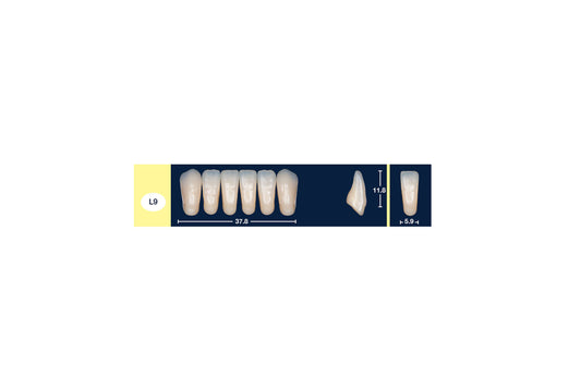 DENTI 4 NATUR L9