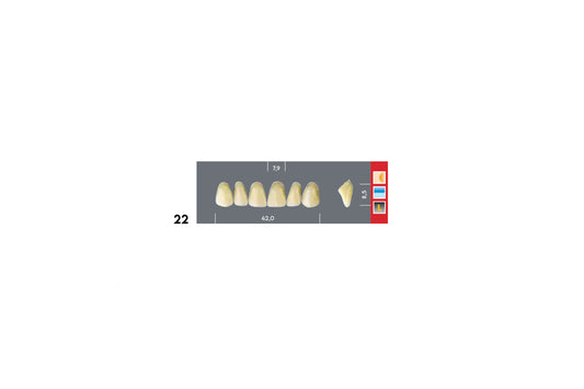 DENTI MAJOR DENT 22