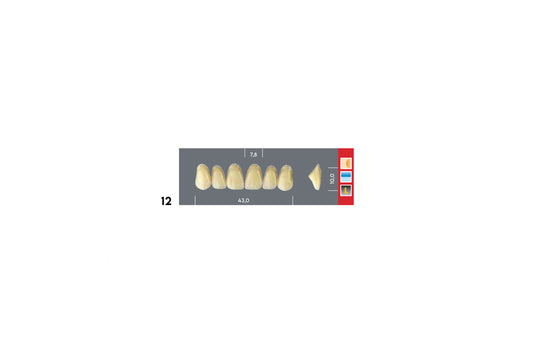 DENTI MAJOR DENT 12