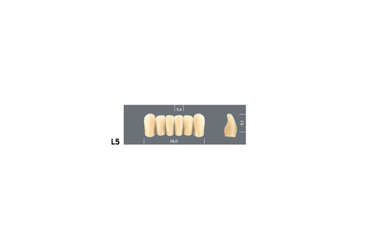 DENTI MAJOR PLUS COMP L5