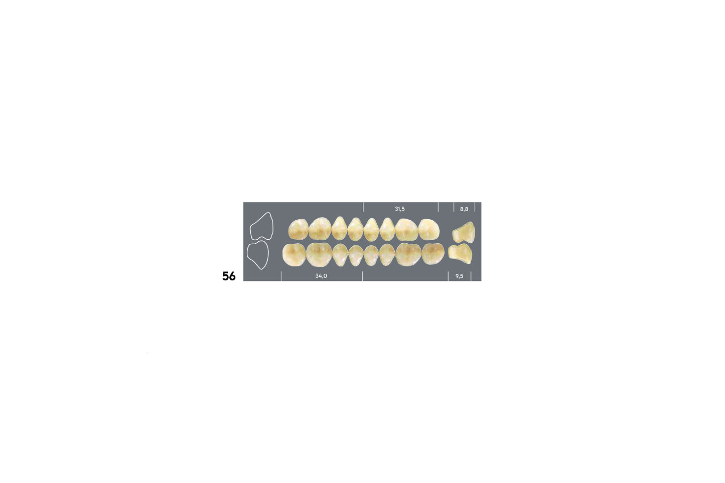 DENTI MAJOR DENT 56 SUPERIORE