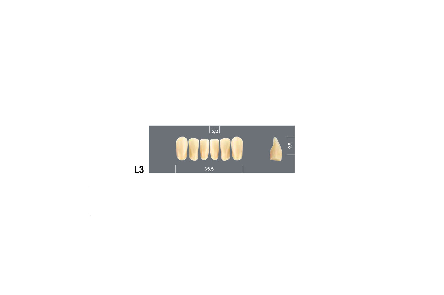 DENTI MAJOR PLUS COMP L3