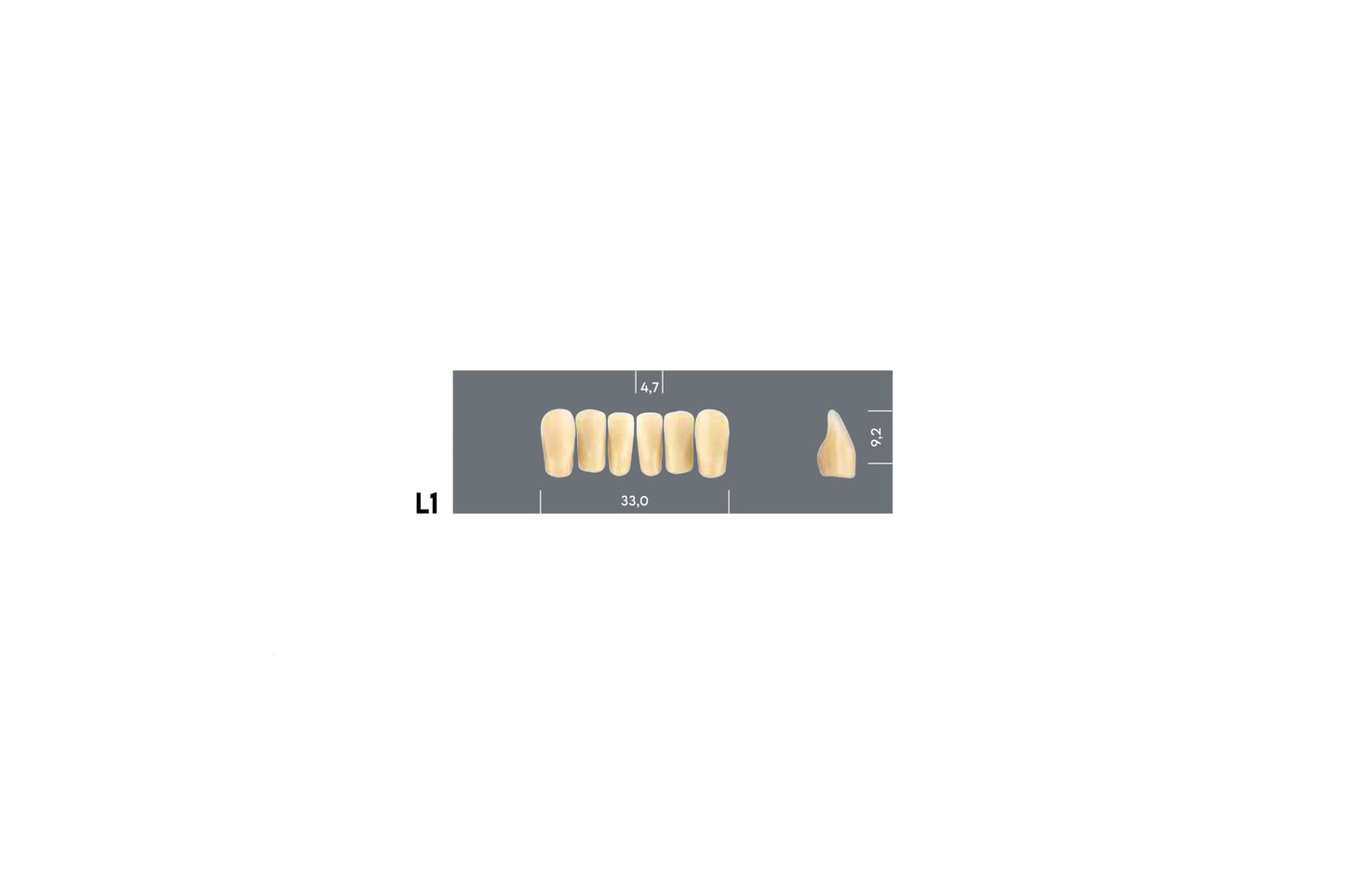 DENTI MAJOR PLUS COMP L1