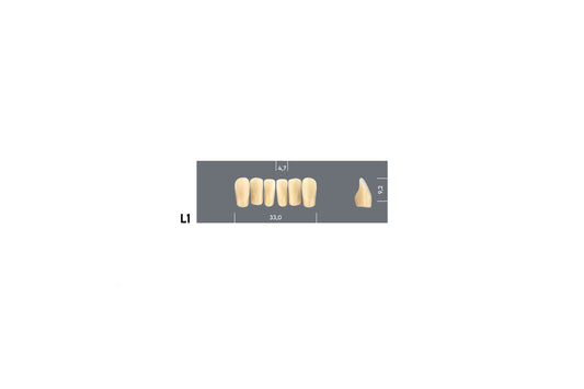 DENTI MAJOR PLUS COMP L1