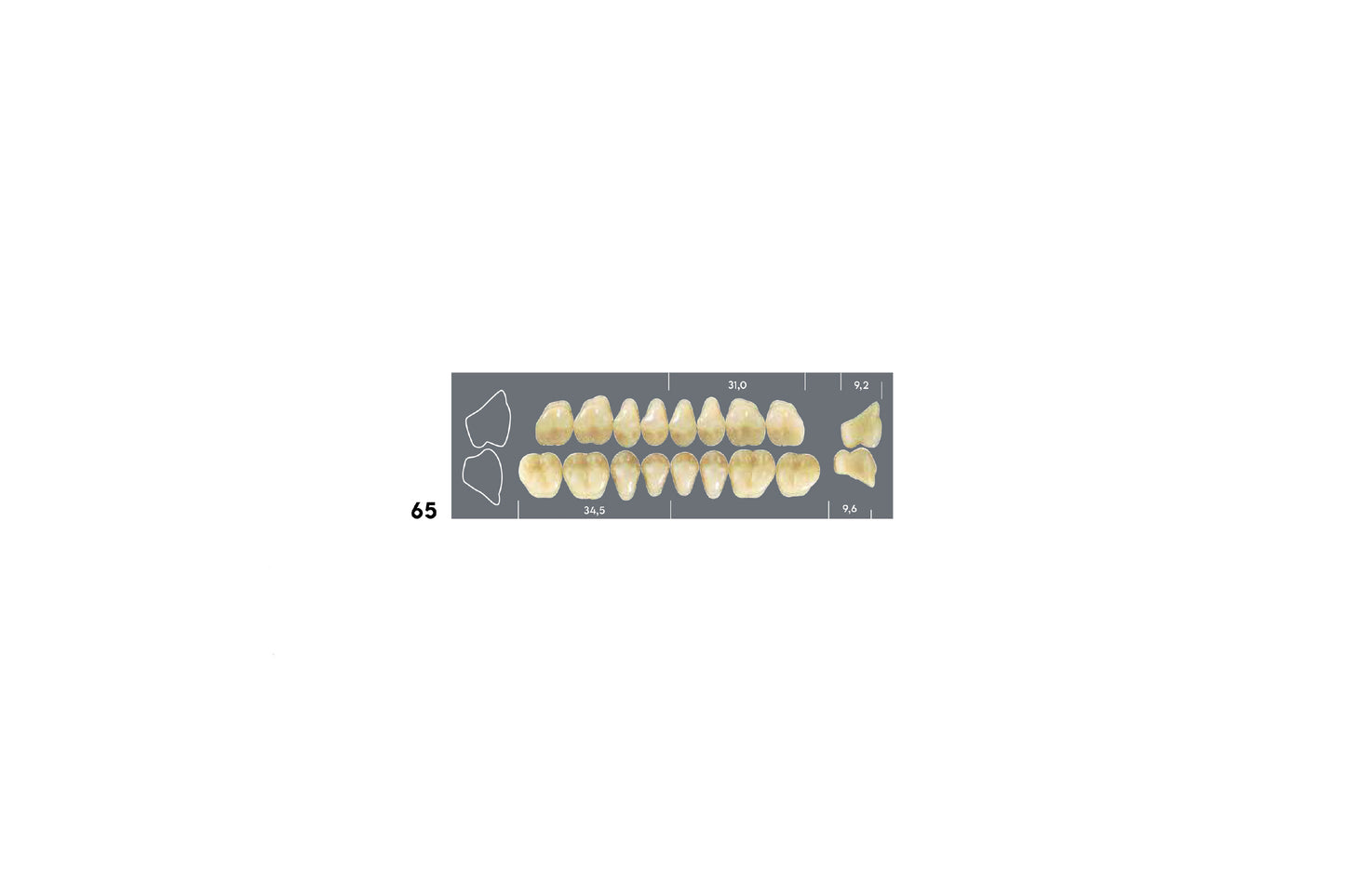DENTI MAJOR DENT 65 INFERIORE