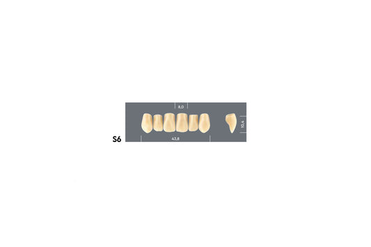 DENTI MAJOR PLUS COMP S6