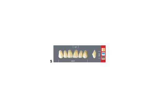 DENTI MAJOR DENT 5