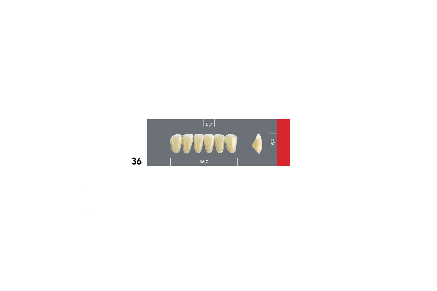 DENTI MAJOR DENT 36 INCISIVI