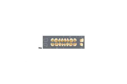 DENTI MAJOR PLUS COMP WM INF