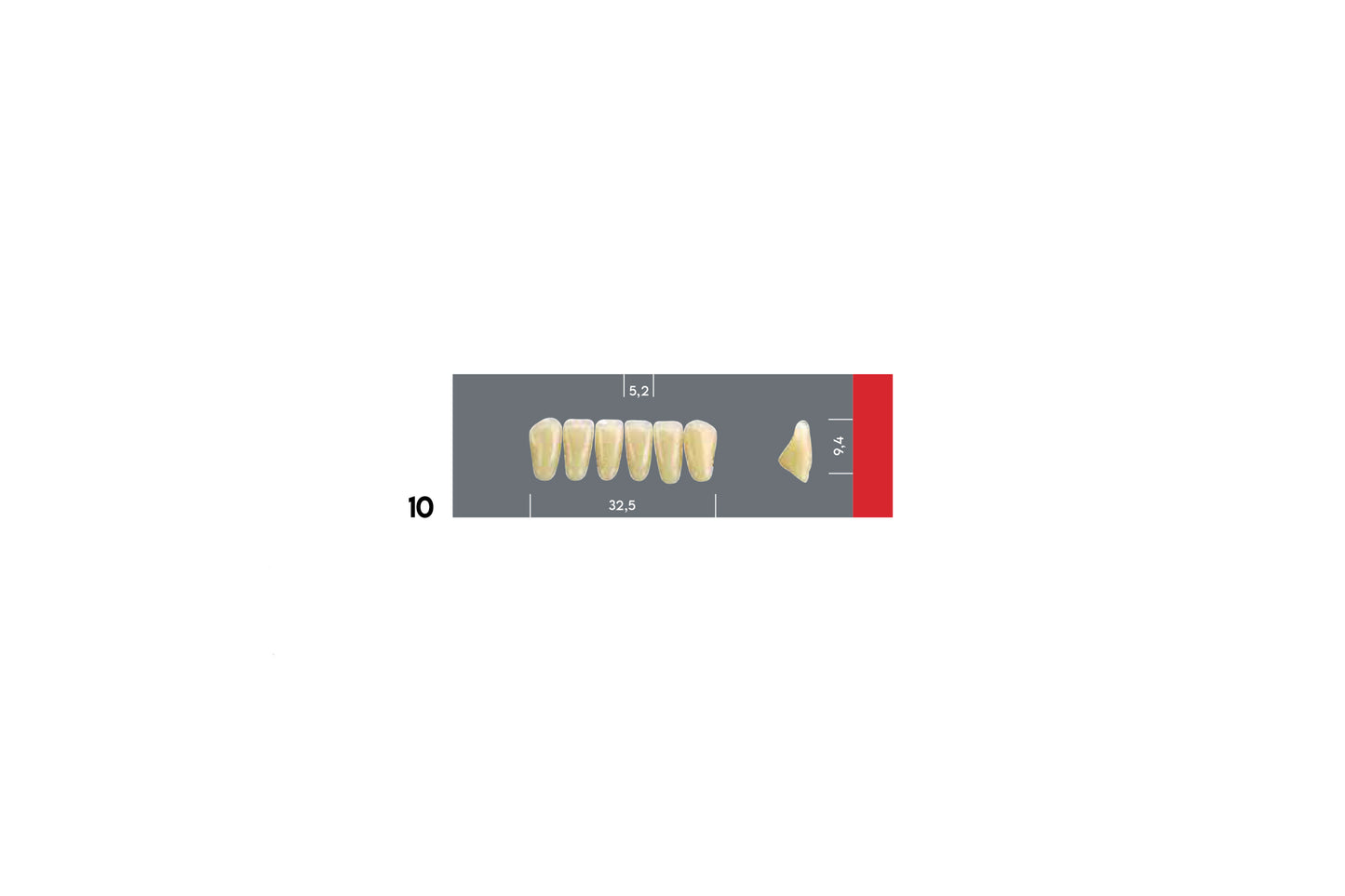DENTI MAJOR DENT 10 INCISIVI