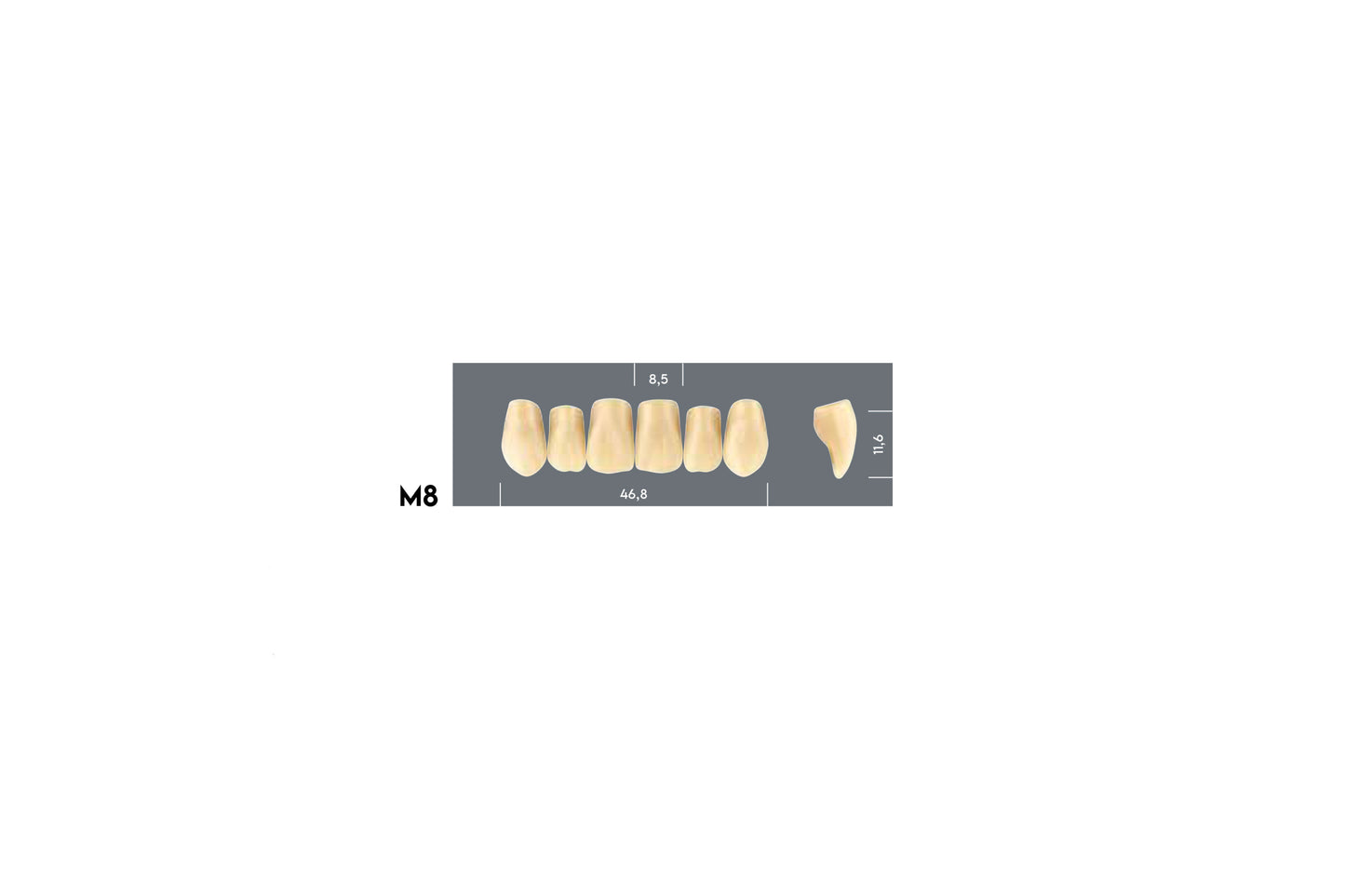 DENTI MAJOR PLUS COMP M8