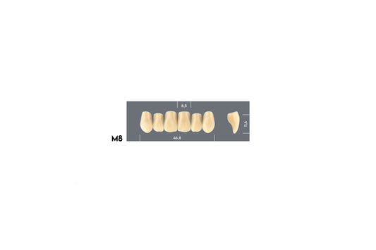 DENTI MAJOR PLUS COMP M8