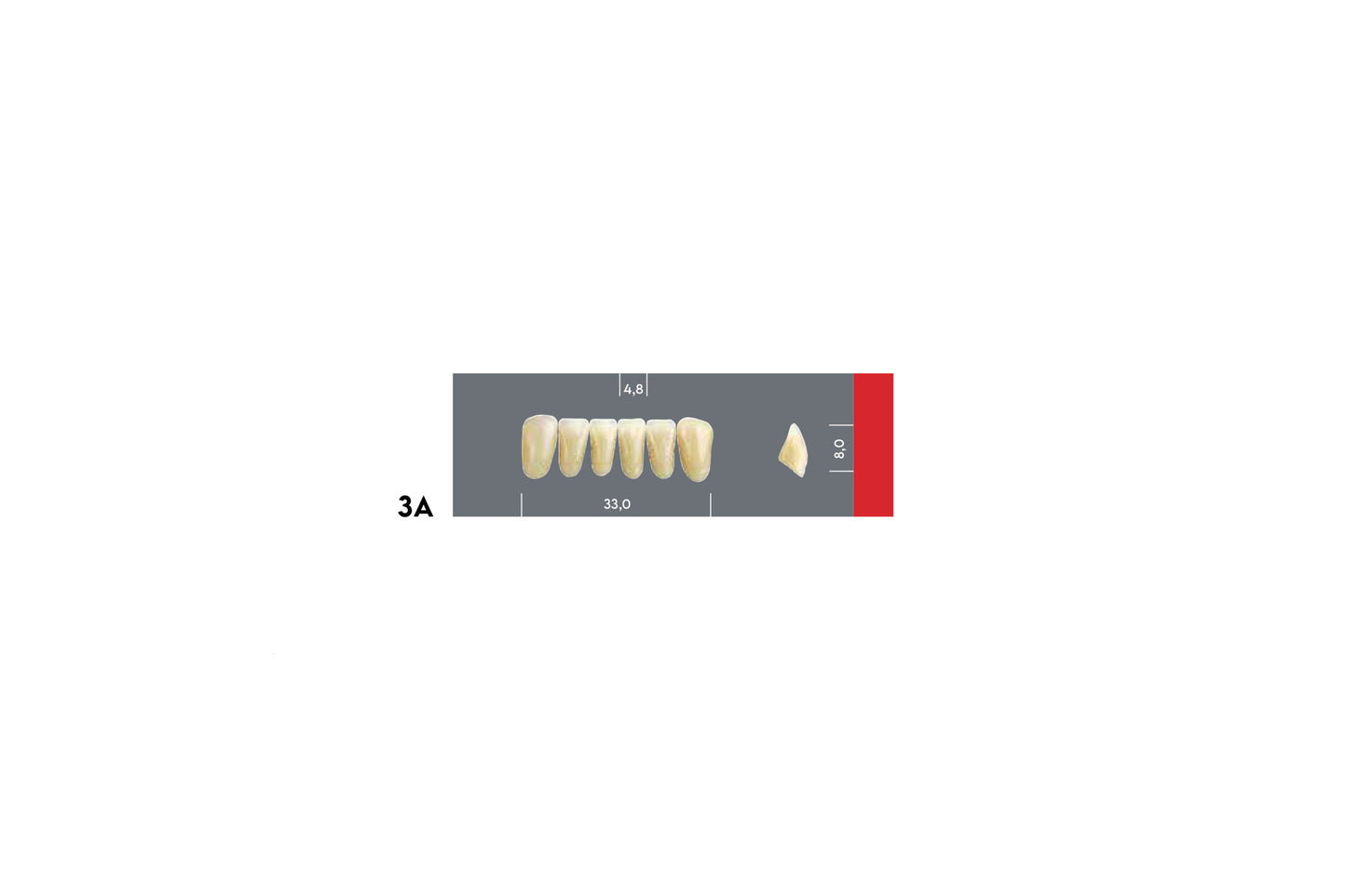 DENTI MAJOR DENT 3A INCISIVI