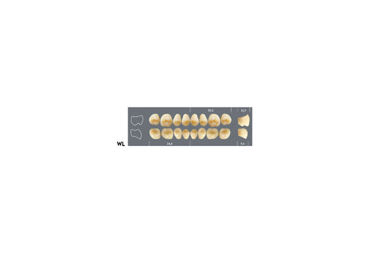 DENTI MAJOR PLUS COMP WL SUP