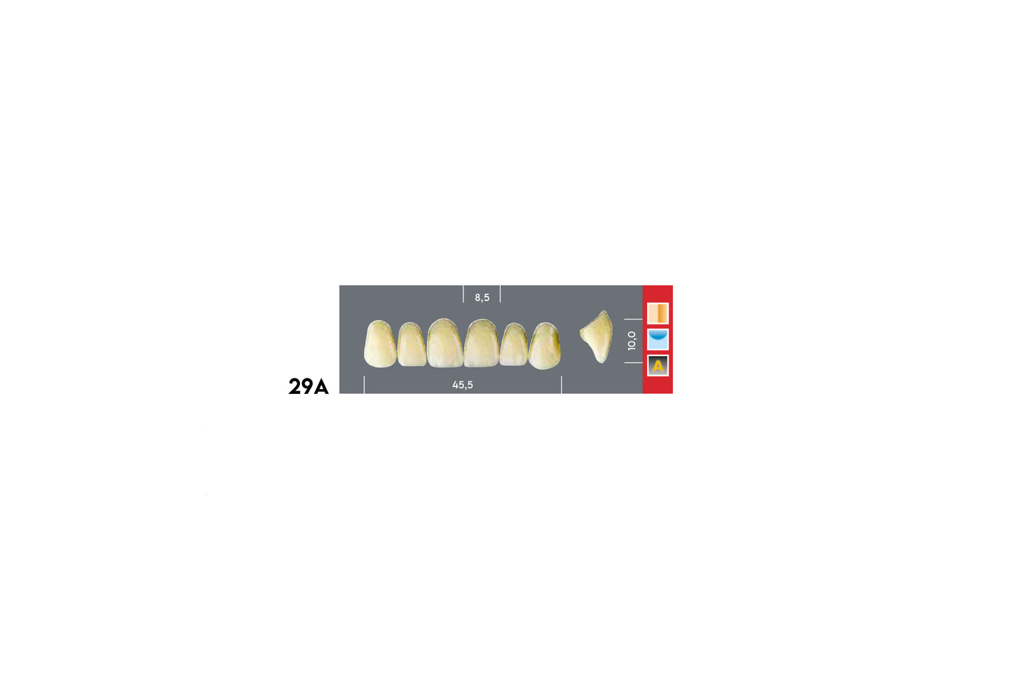 DENTI MAJOR DENT 29A