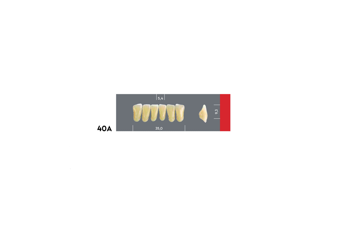 DENTI MAJOR DENT 40A INCISIVI