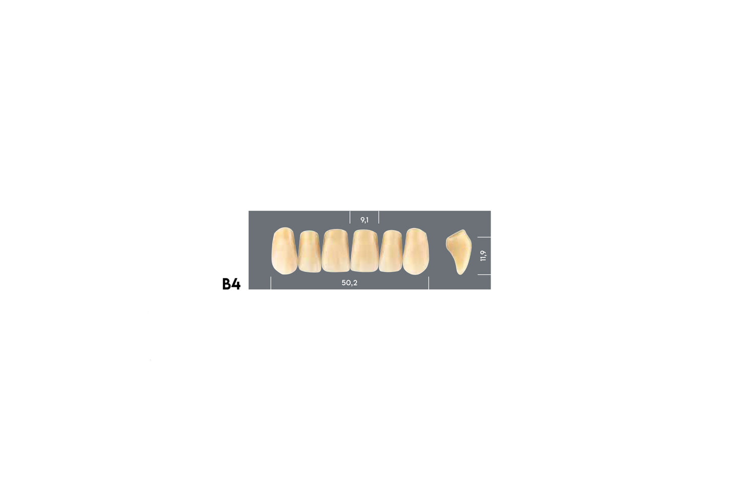 DENTI MAJOR PLUS COMP B4