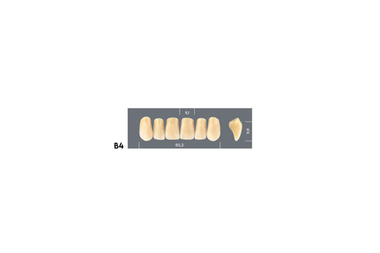 DENTI MAJOR PLUS COMP B4