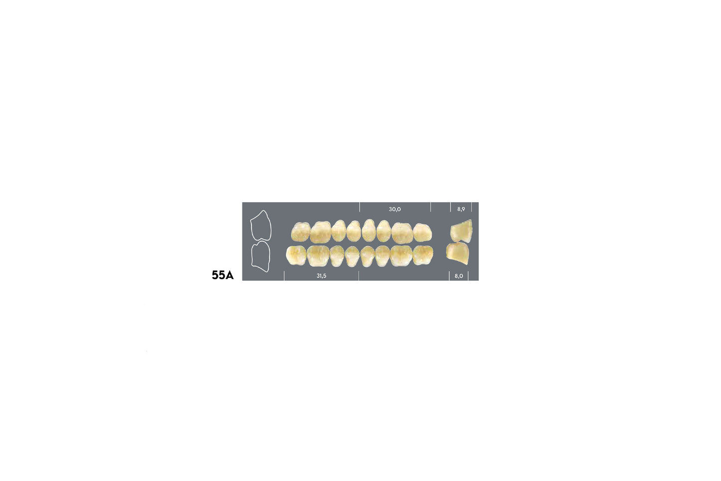 DENTI MAJOR DENT 55A INFERIORE