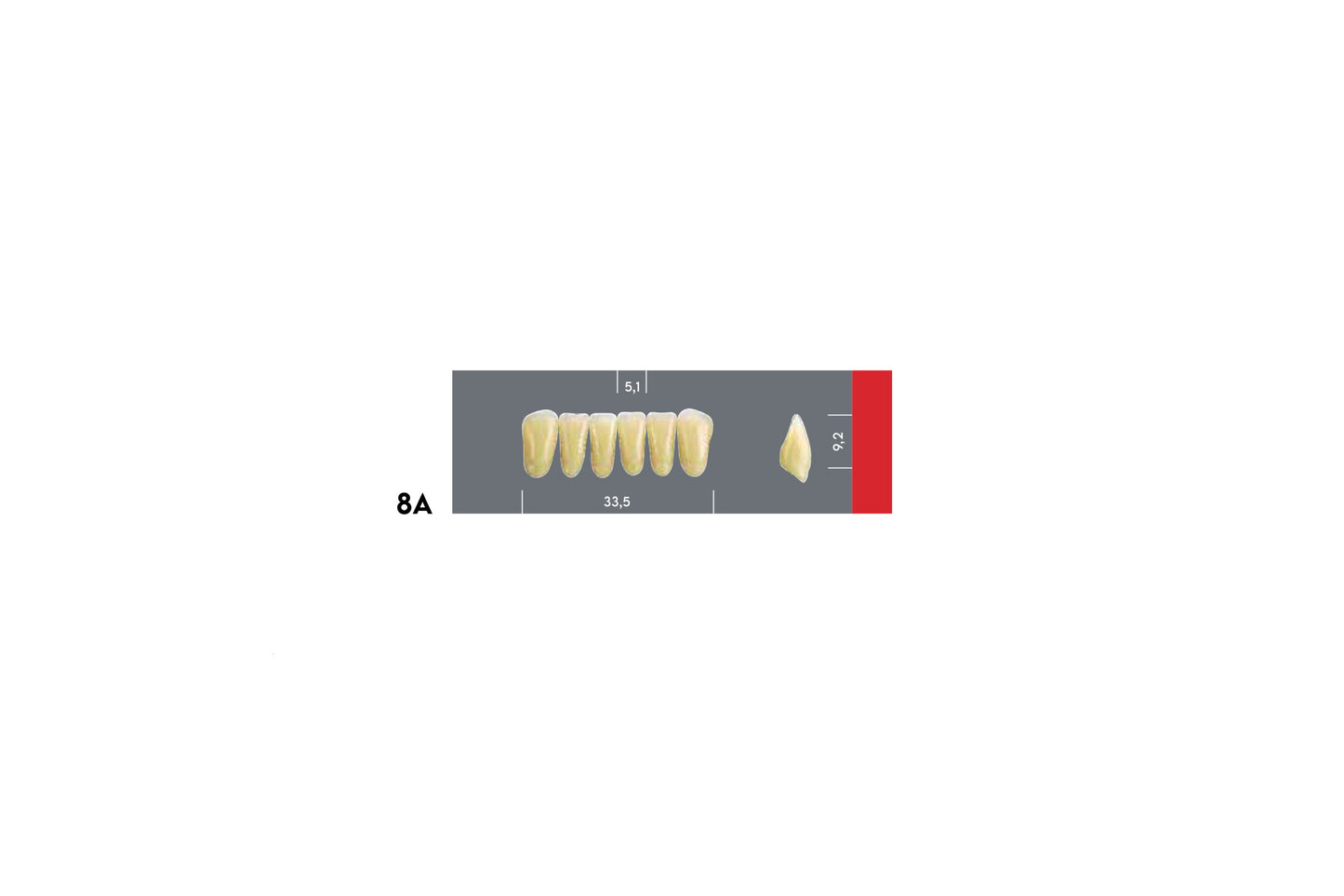 DENTI MAJOR DENT 8A INCISIVI