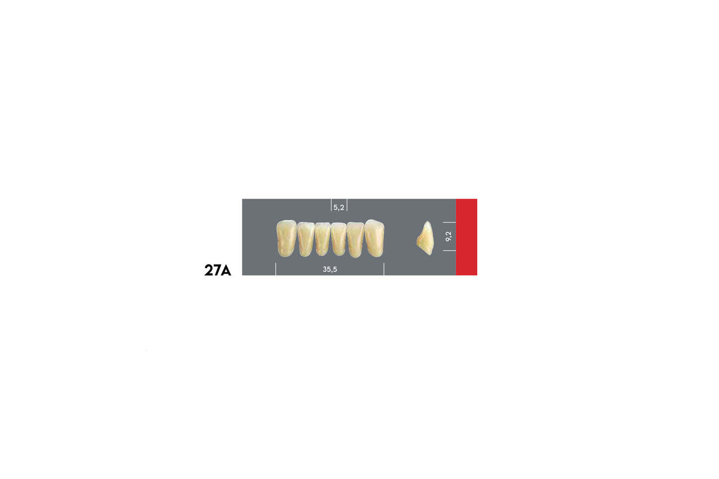 DENTI MAJOR DENT 27A INCISIVI