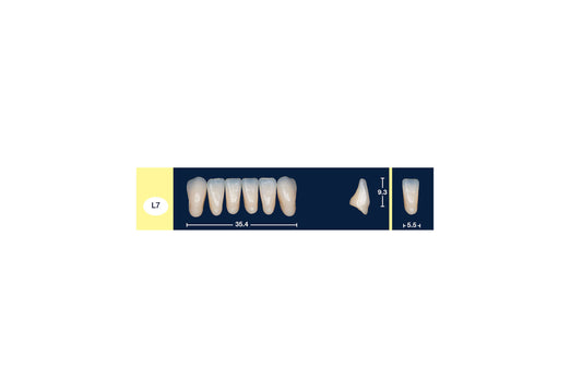 DENTI 4 NATUR L7