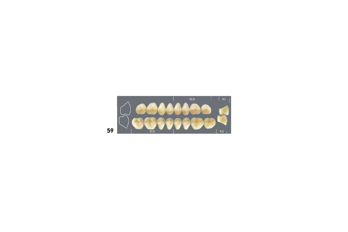 DENTI MAJOR DENT 59 INFERIORE