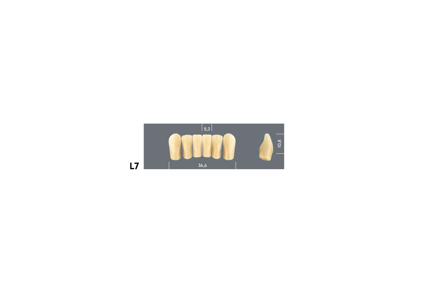 DENTI MAJOR PLUS COMP L7