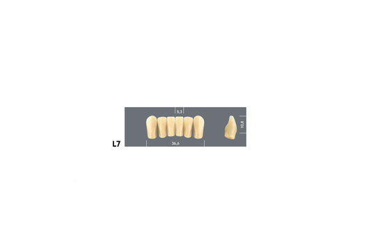 DENTI MAJOR PLUS COMP L7