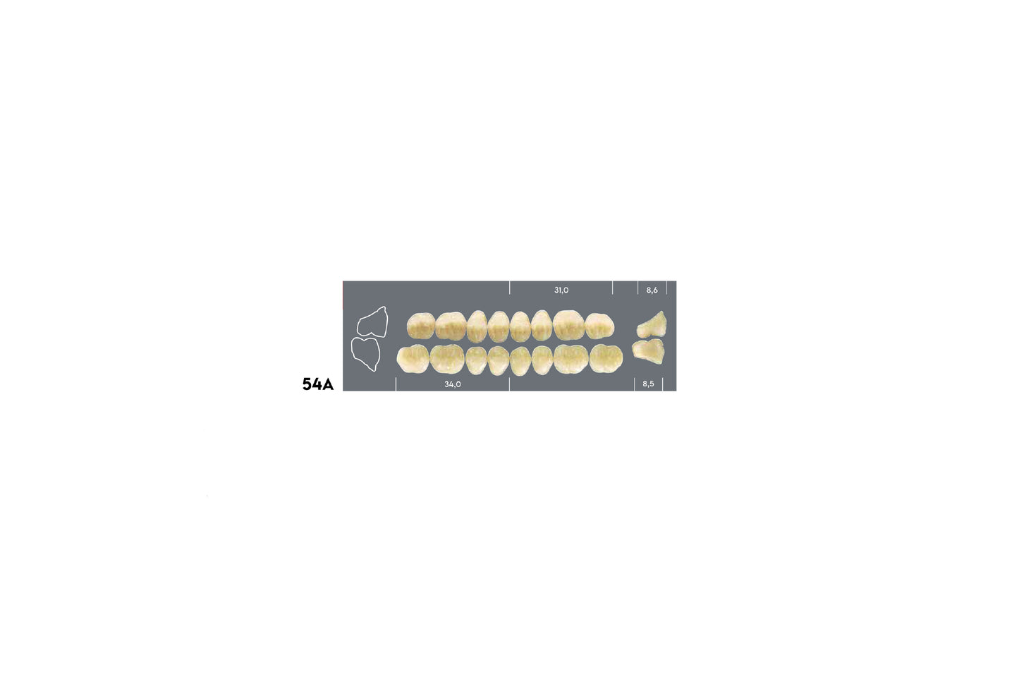 DENTI MAJOR DENT 54A INFERIORE