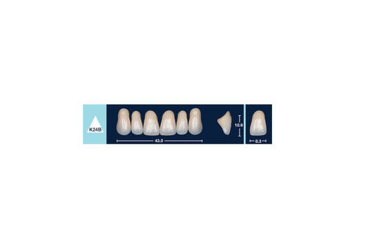 DENTI 4 NATUR K24B