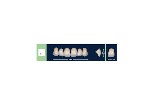 DENTI 4 NATUR S11